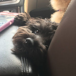 Meet your Posher, Ava